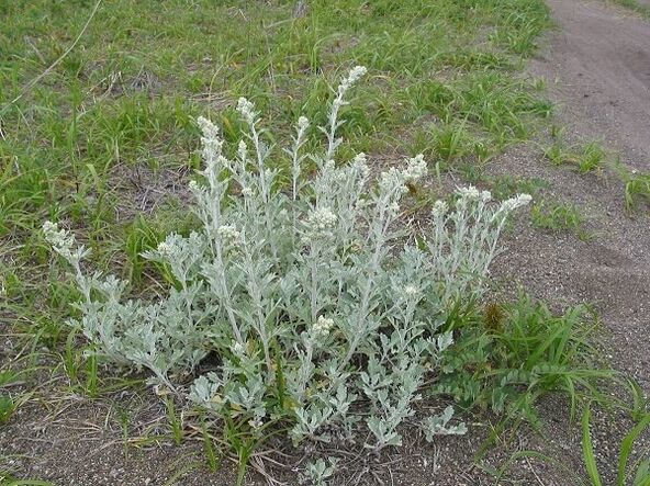 Wormwood used to treat osteochondrosis of the spine